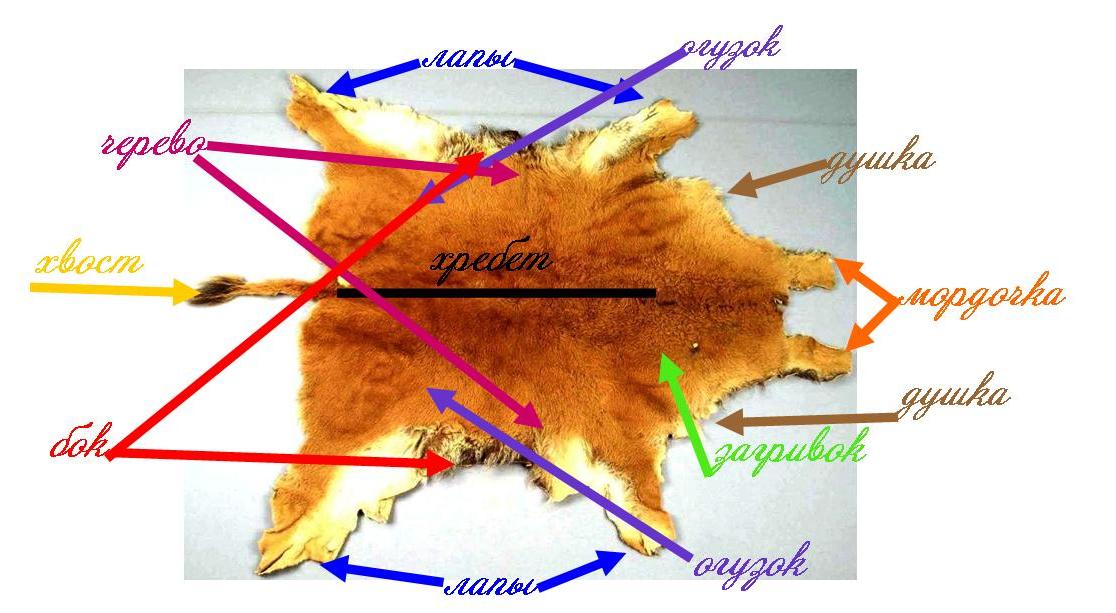 vubor-samoj-teploj-shuby